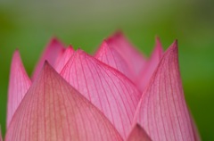 蓮の花