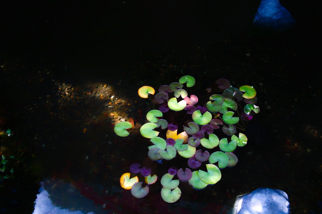 水草