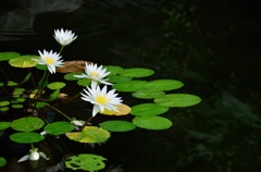 禅