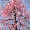 しだれ梅