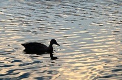 black duck