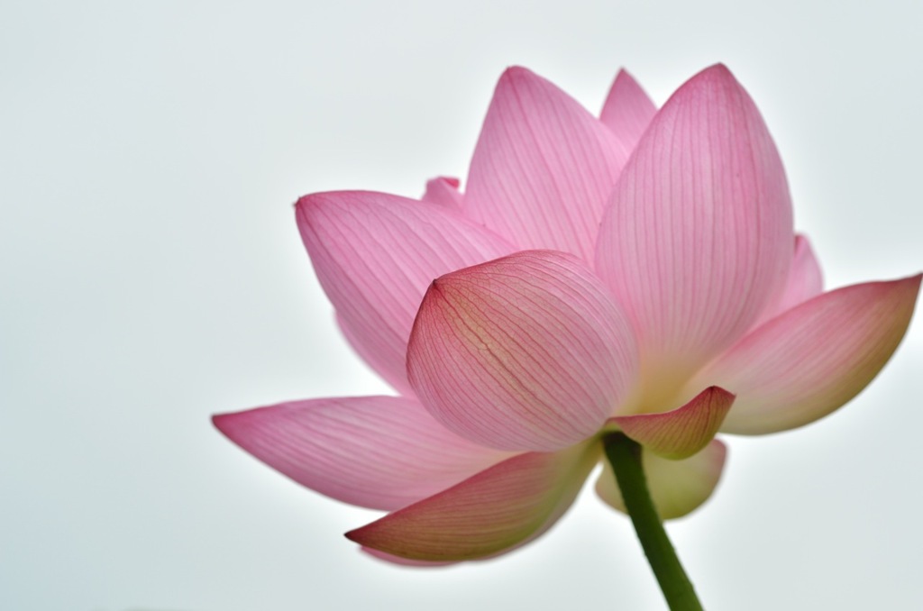 lovely lotus