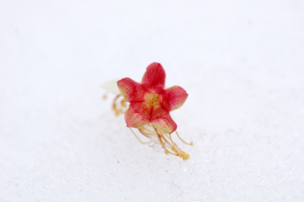 雪の花