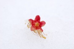 雪の花
