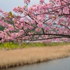 河津桜