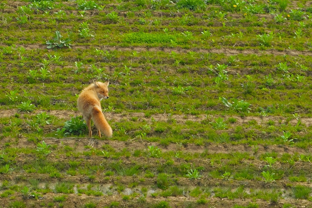 キタキツネ