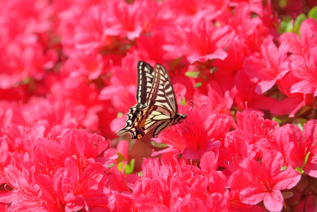 butterfly