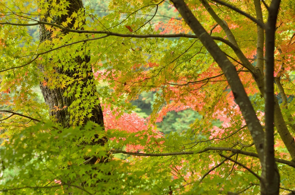 Bright Color