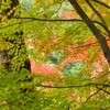 Bright Color