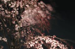 桜花乱舞