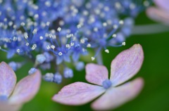 MICRO WORLD