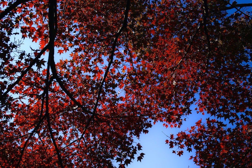 山紅葉