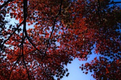 山紅葉