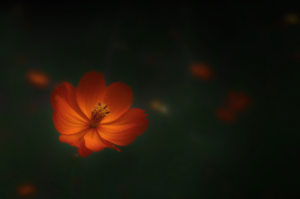 orange flower