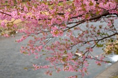 河津桜