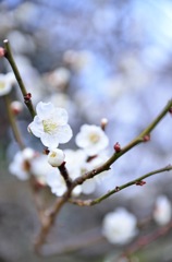 梅の花