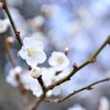 梅の花