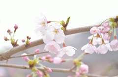 さくらさく