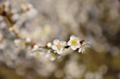 梅の花