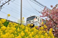 踊り子号