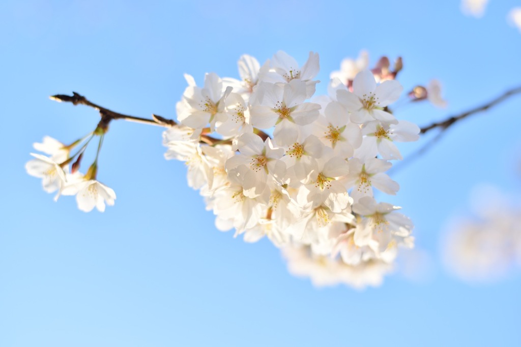 桜の花