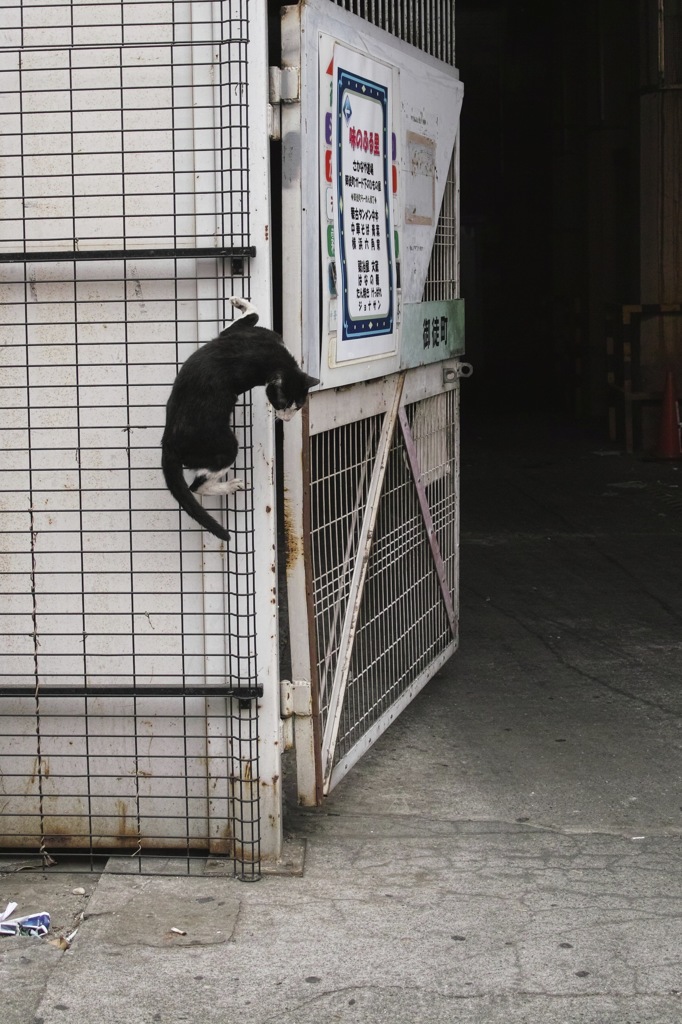 Cat Dance