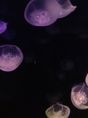 Jellyfish