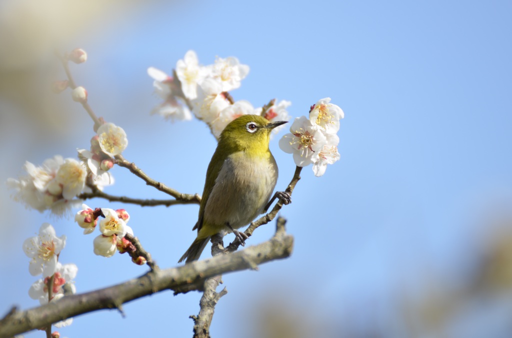 花見鳥