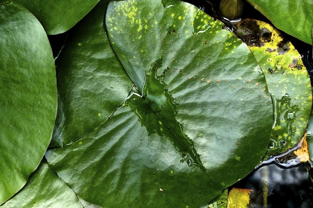 Leaf of Lotus