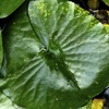 Leaf of Lotus