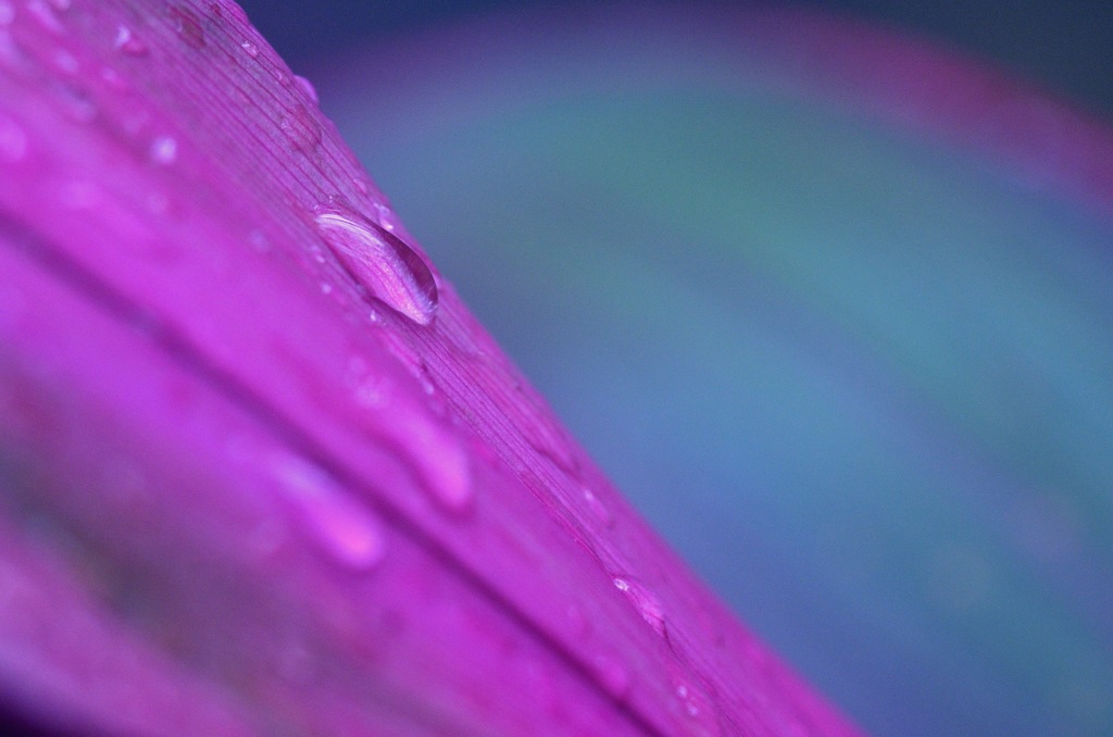 朝露