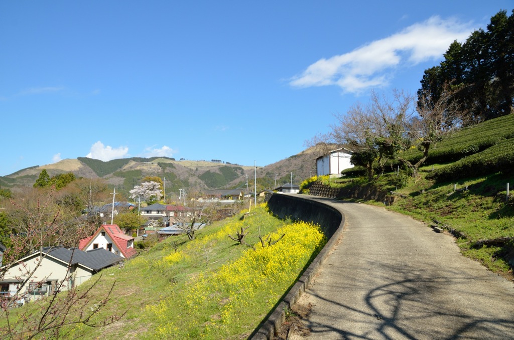 田舎道