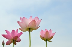 lovely lotus