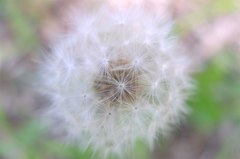 Fluff