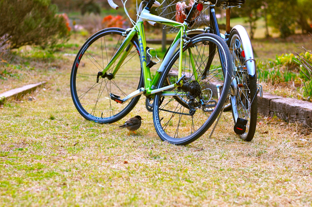 Cycling Bird