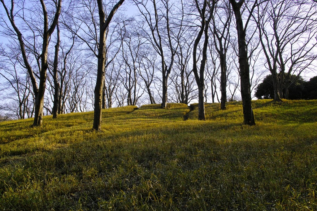 Green Grass