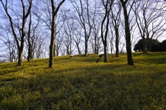 Green Grass
