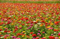 花の都