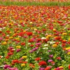 花の都