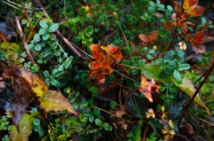 AUTUMN