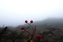 雫