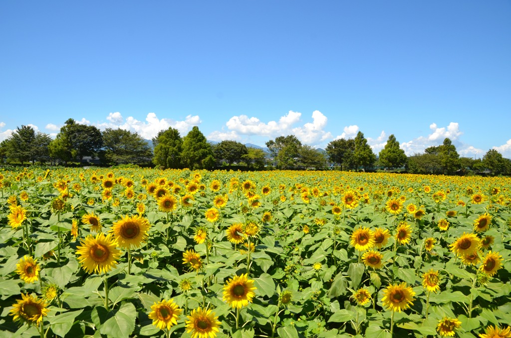 Sunflower field
