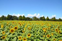Sunflower field
