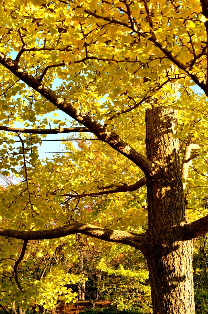 Yellow World