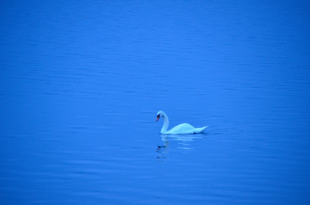 Swan Lake