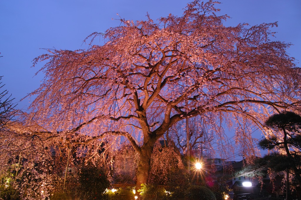 しだれ桜