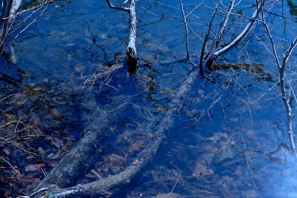 Blue Pond