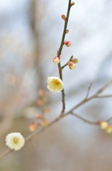 梅の花