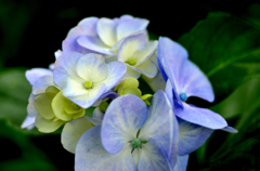 紫陽花