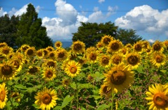 夏休み